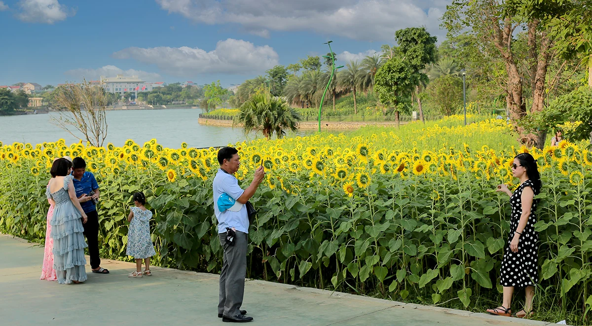Đón nắng với hoa hướng dương vàng rực Công viên Văn Lang
