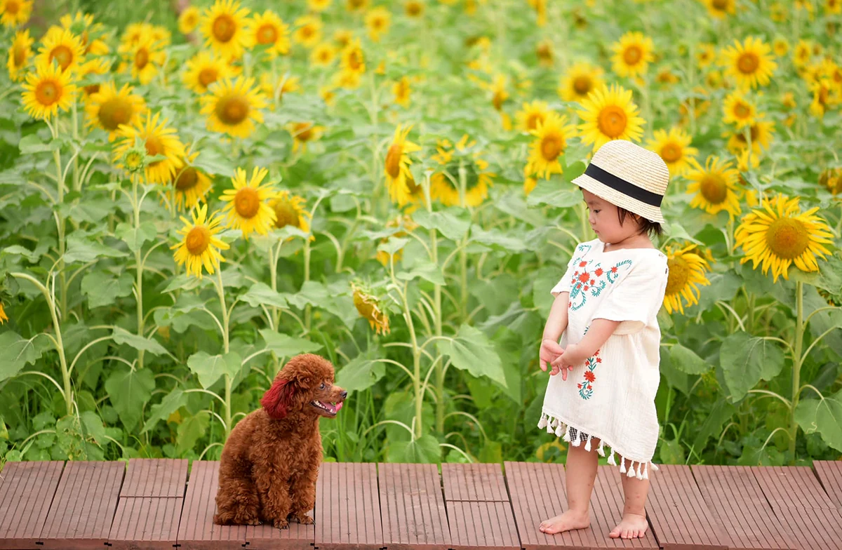 Đón nắng với hoa hướng dương vàng rực Công viên Văn Lang