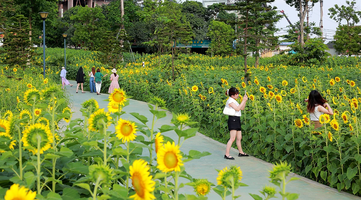 Đón nắng với hoa hướng dương vàng rực Công viên Văn Lang