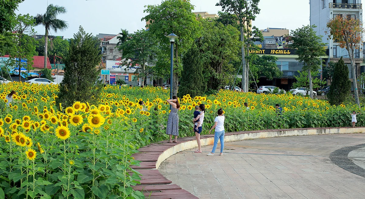 Đón nắng với hoa hướng dương vàng rực Công viên Văn Lang