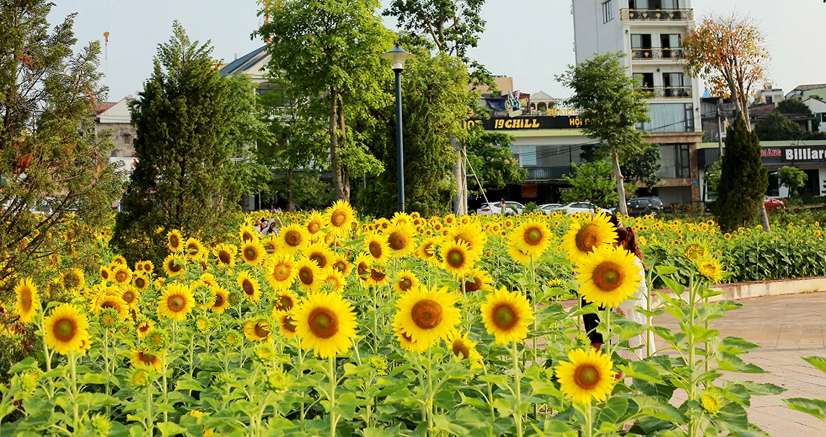 Đón nắng với hoa hướng dương vàng rực Công viên Văn Lang