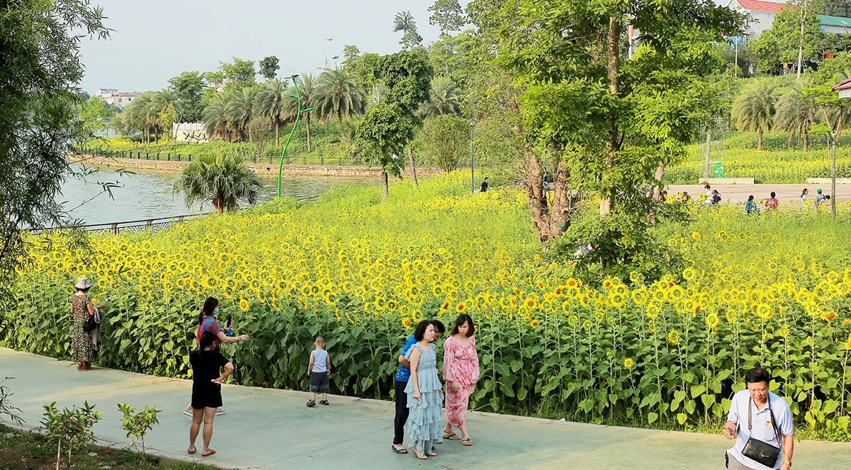 Đón nắng với hoa hướng dương vàng rực Công viên Văn Lang
