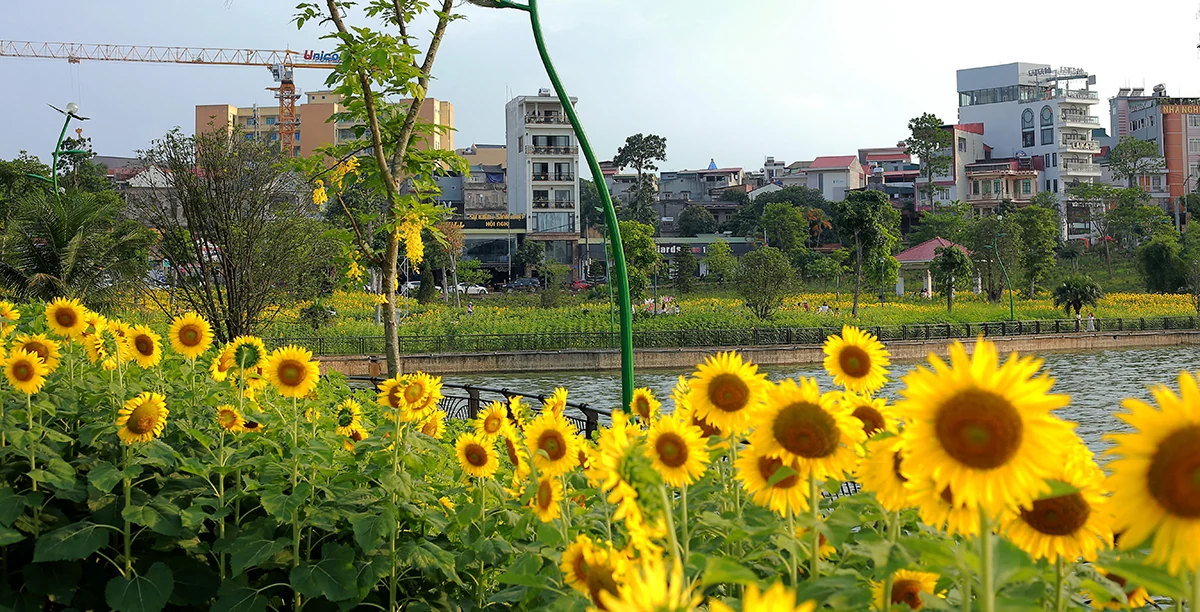 Đón nắng với hoa hướng dương vàng rực Công viên Văn Lang