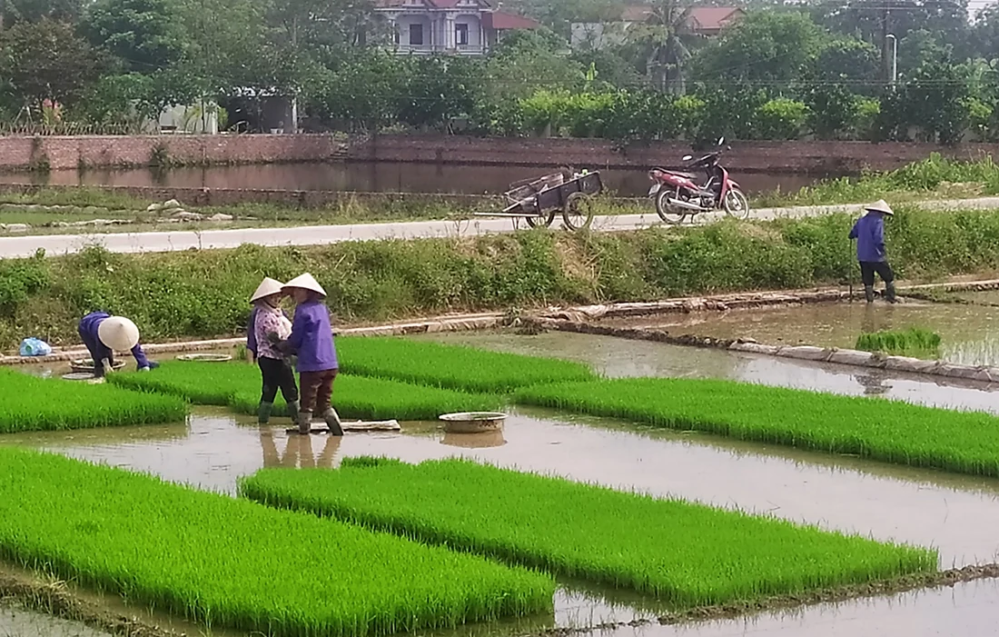 Tốc độ tăng trưởng toàn ngành nông nghiệp năm 2024 đạt 3,3%