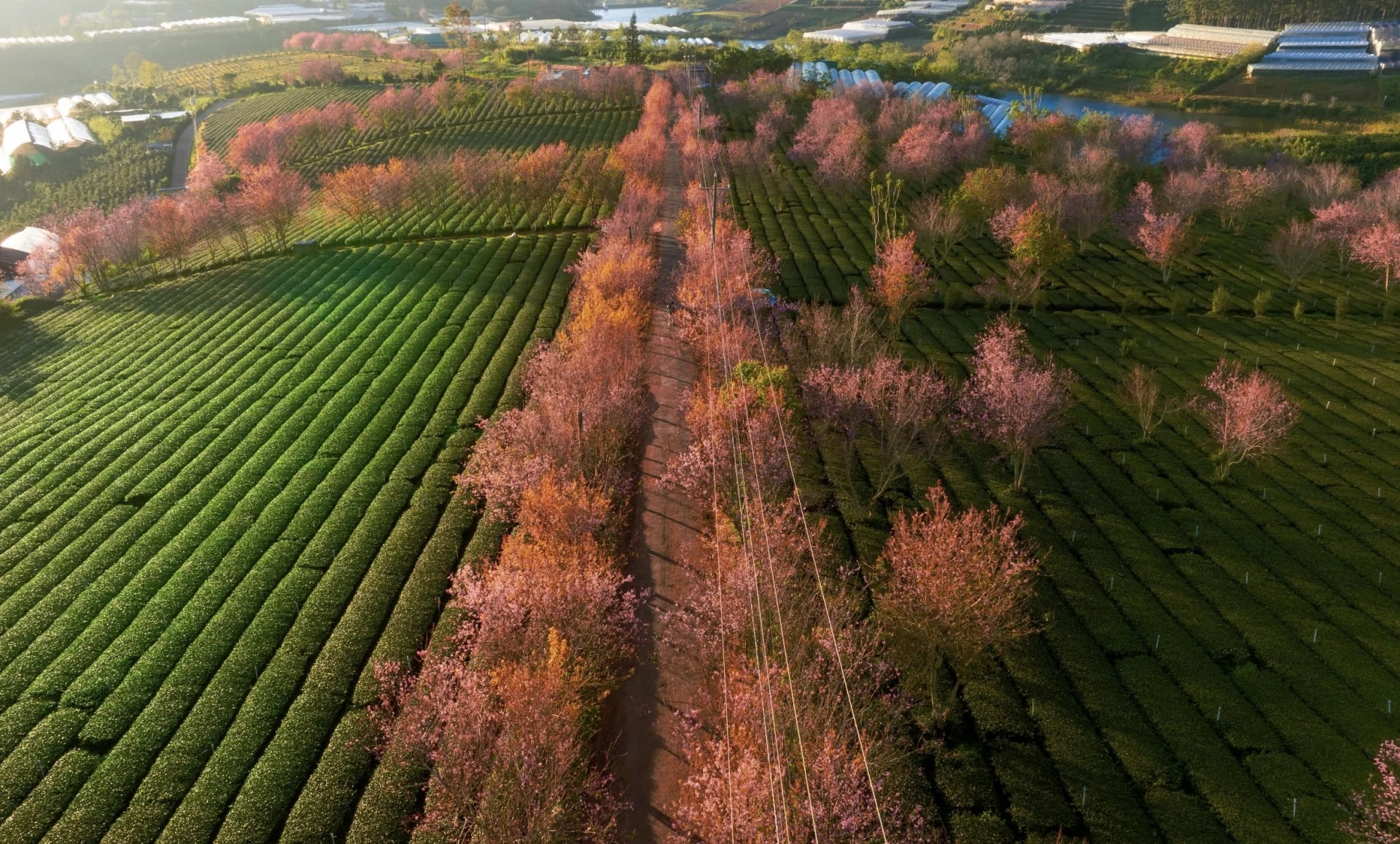 Đến Đà Lạt “săn” mai anh đào nở sớm