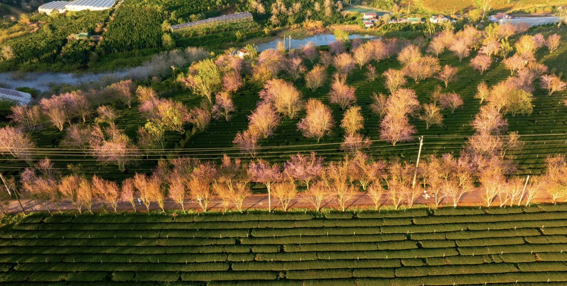 Đến Đà Lạt “săn” mai anh đào nở sớm