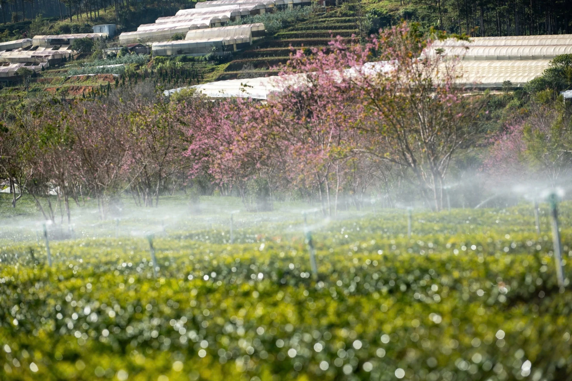 Đến Đà Lạt “săn” mai anh đào nở sớm