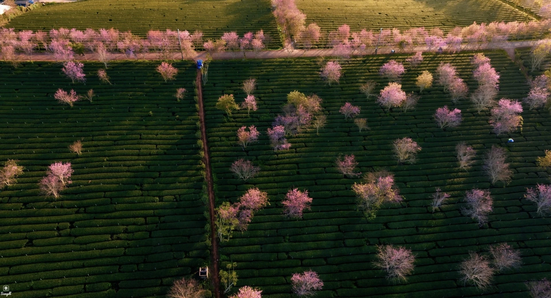 Đến Đà Lạt “săn” mai anh đào nở sớm