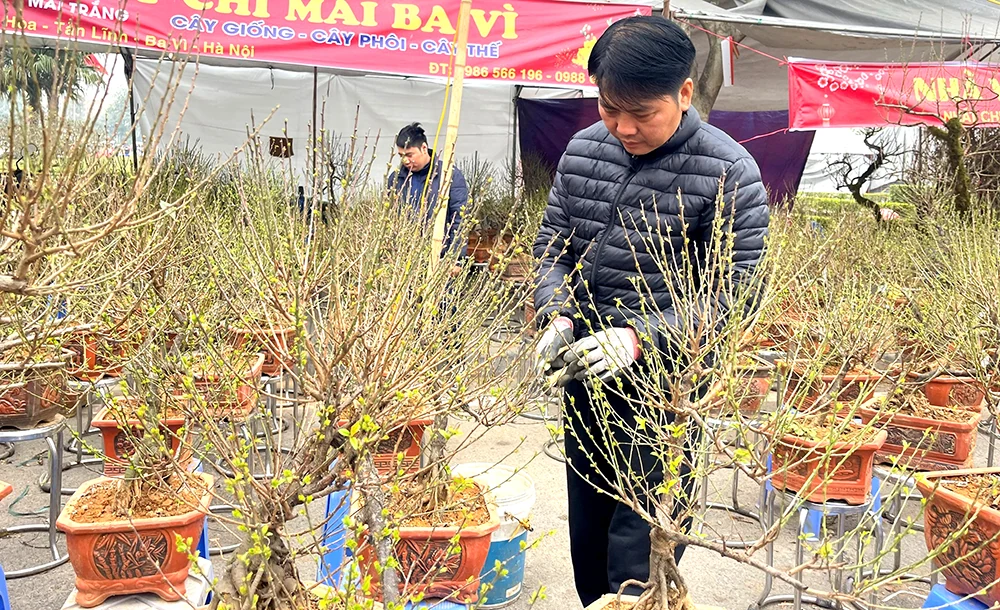 Thú chơi hoa mai ngày Tết