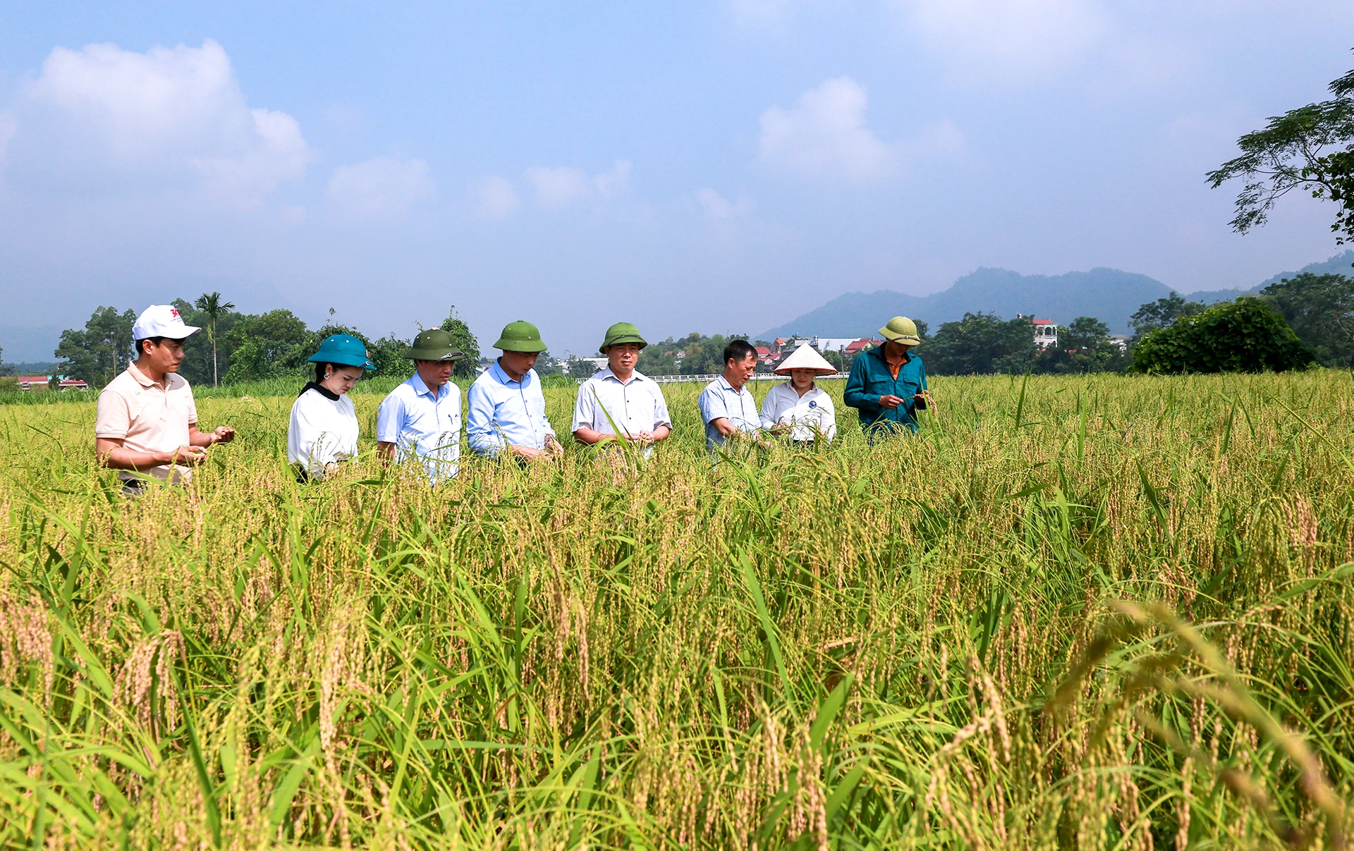 Yên Lập phát triển sản phẩm OCOP khu vực kinh tế tập thể