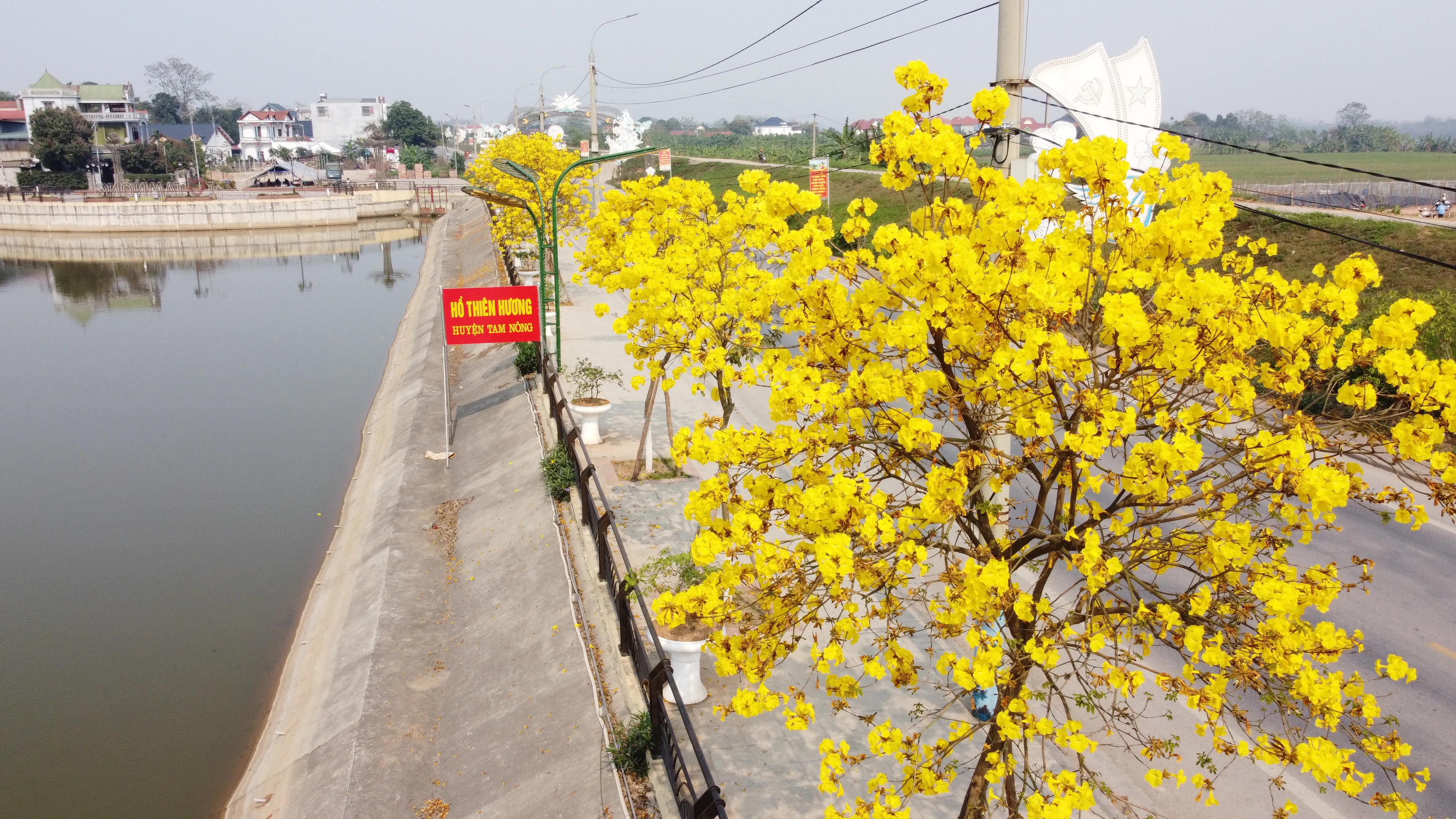 Rực rỡ sắc vàng hoa phong linh trên phố