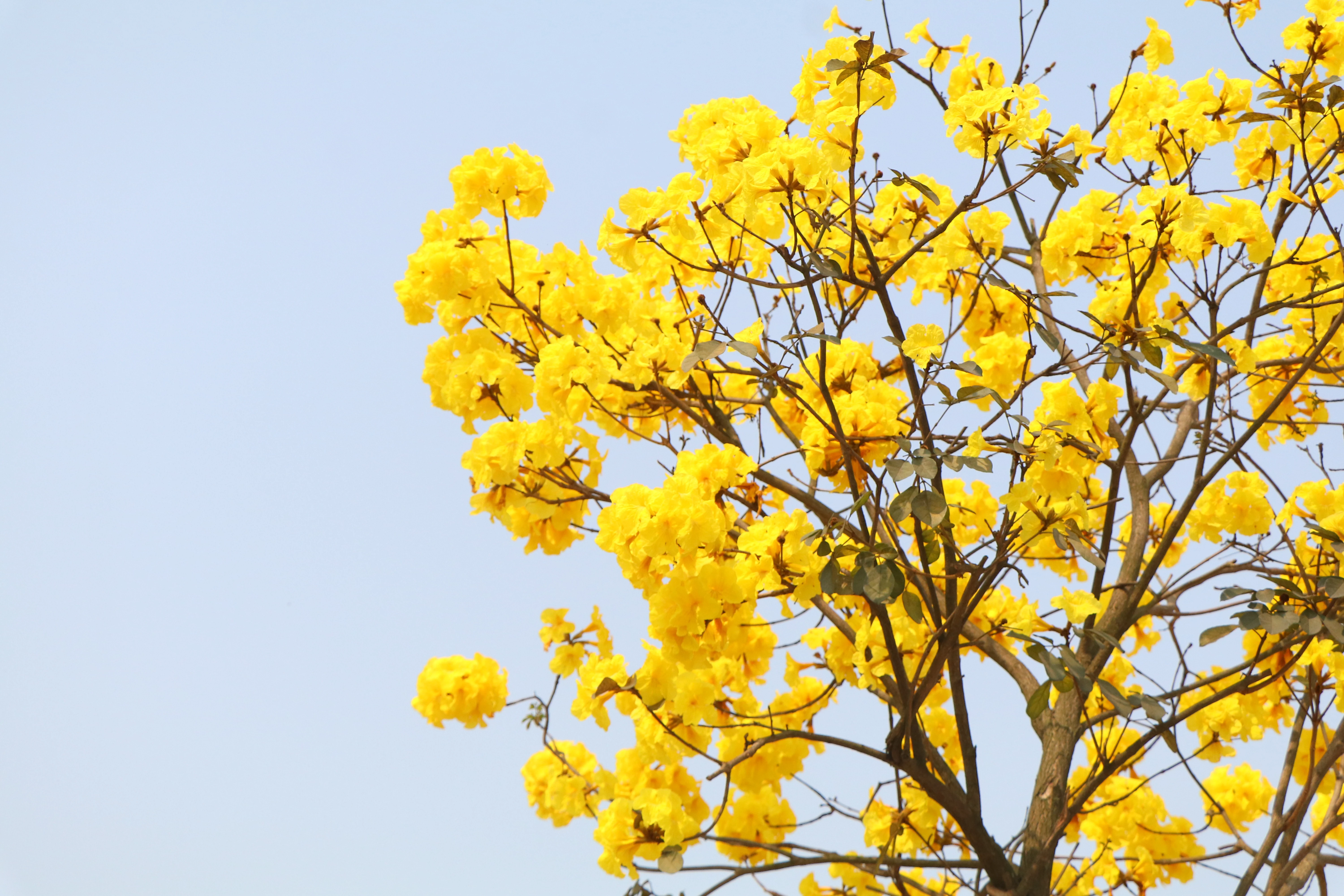 Rực rỡ sắc vàng hoa phong linh trên phố