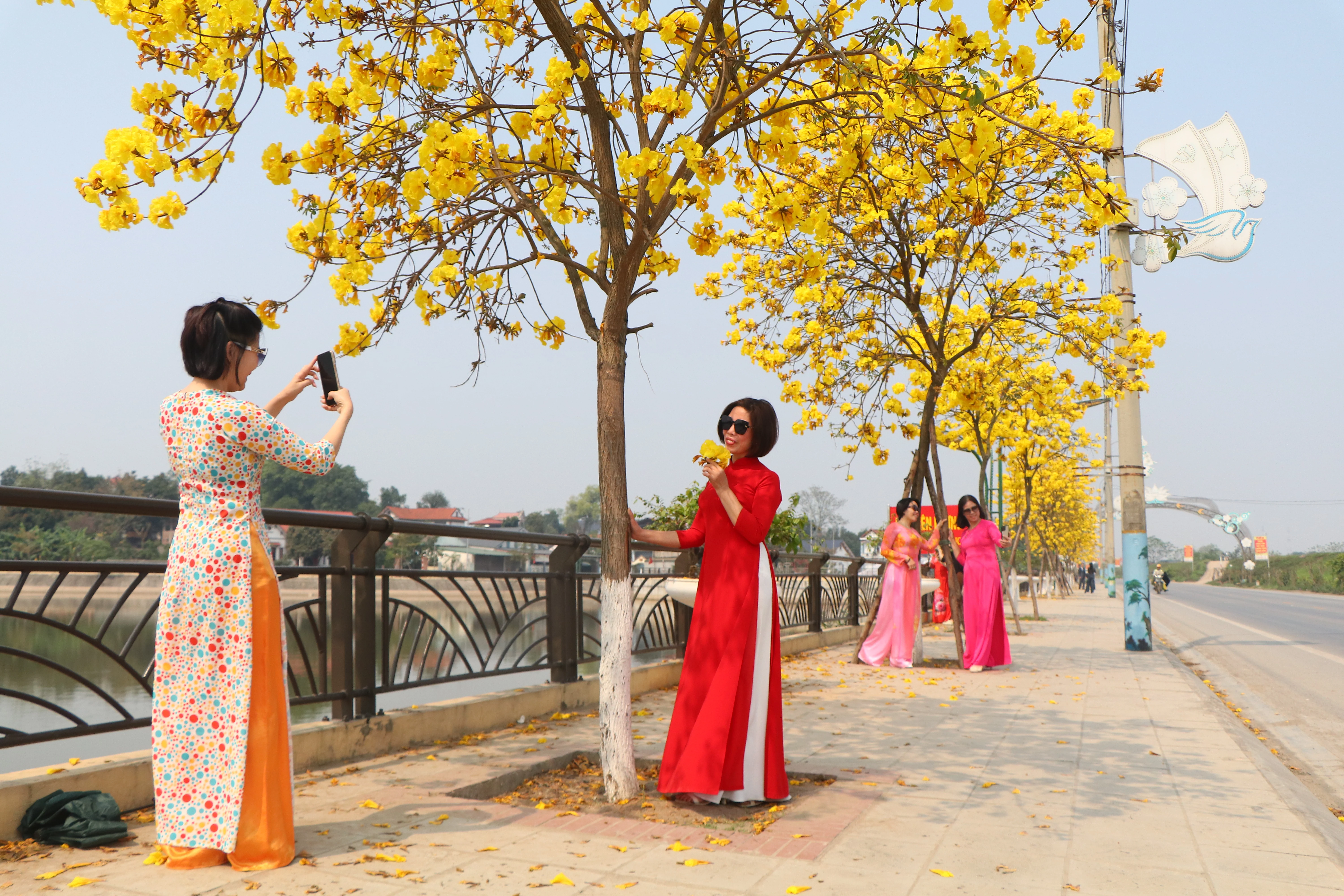 Rực rỡ sắc vàng hoa phong linh trên phố