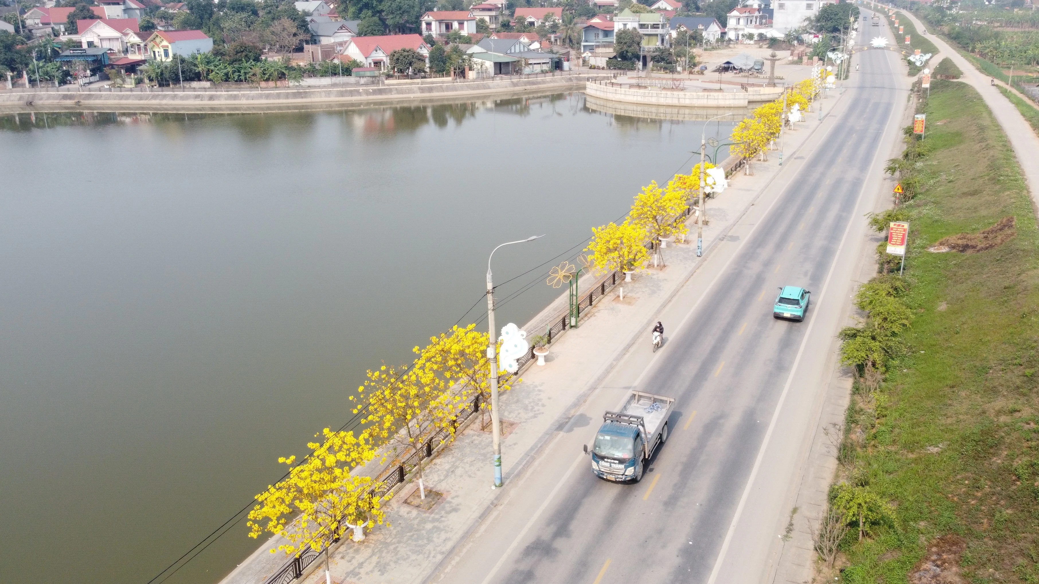 Rực rỡ sắc vàng hoa phong linh trên phố