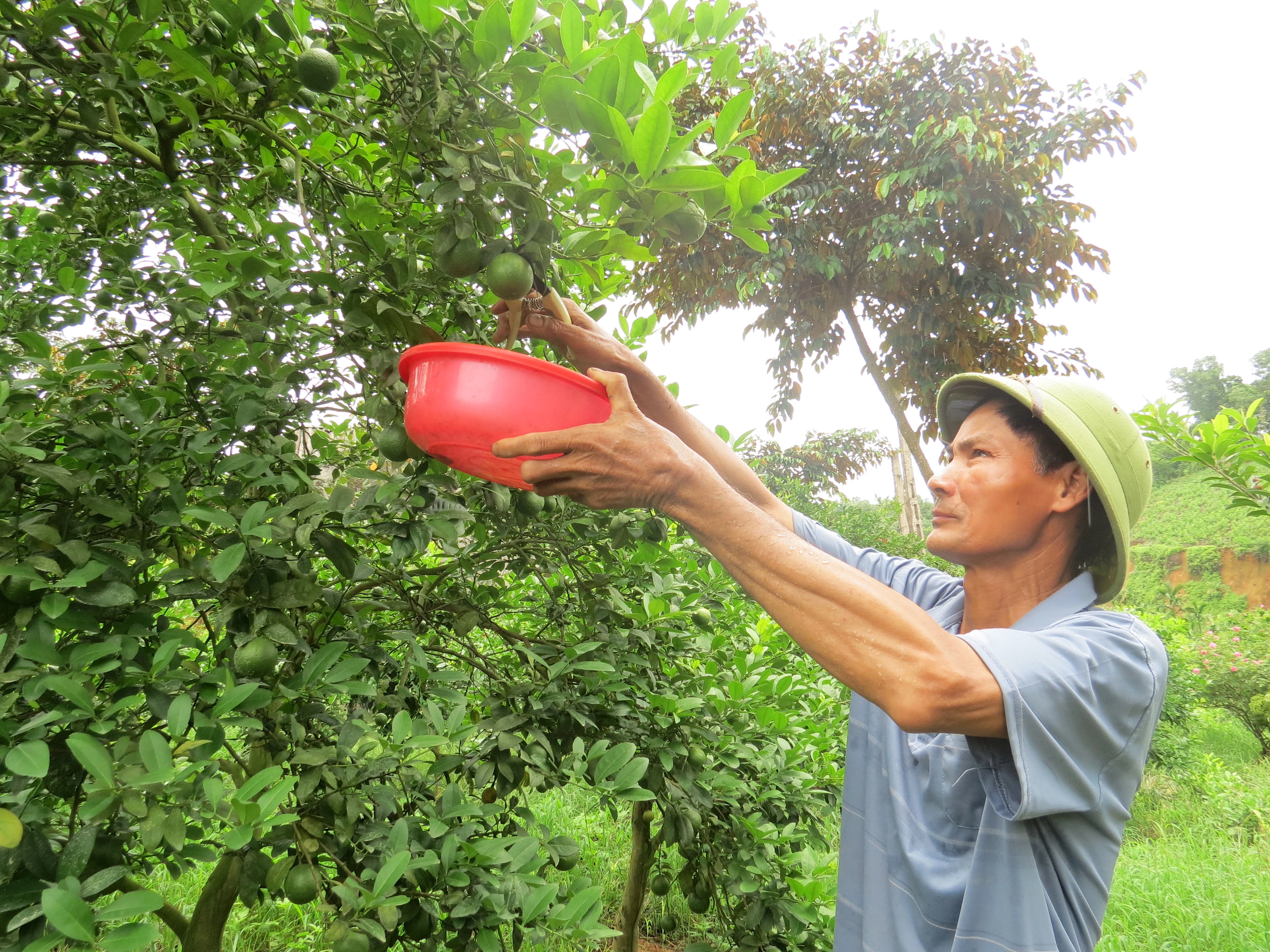Làm giàu từ trồng chanh tứ thì
