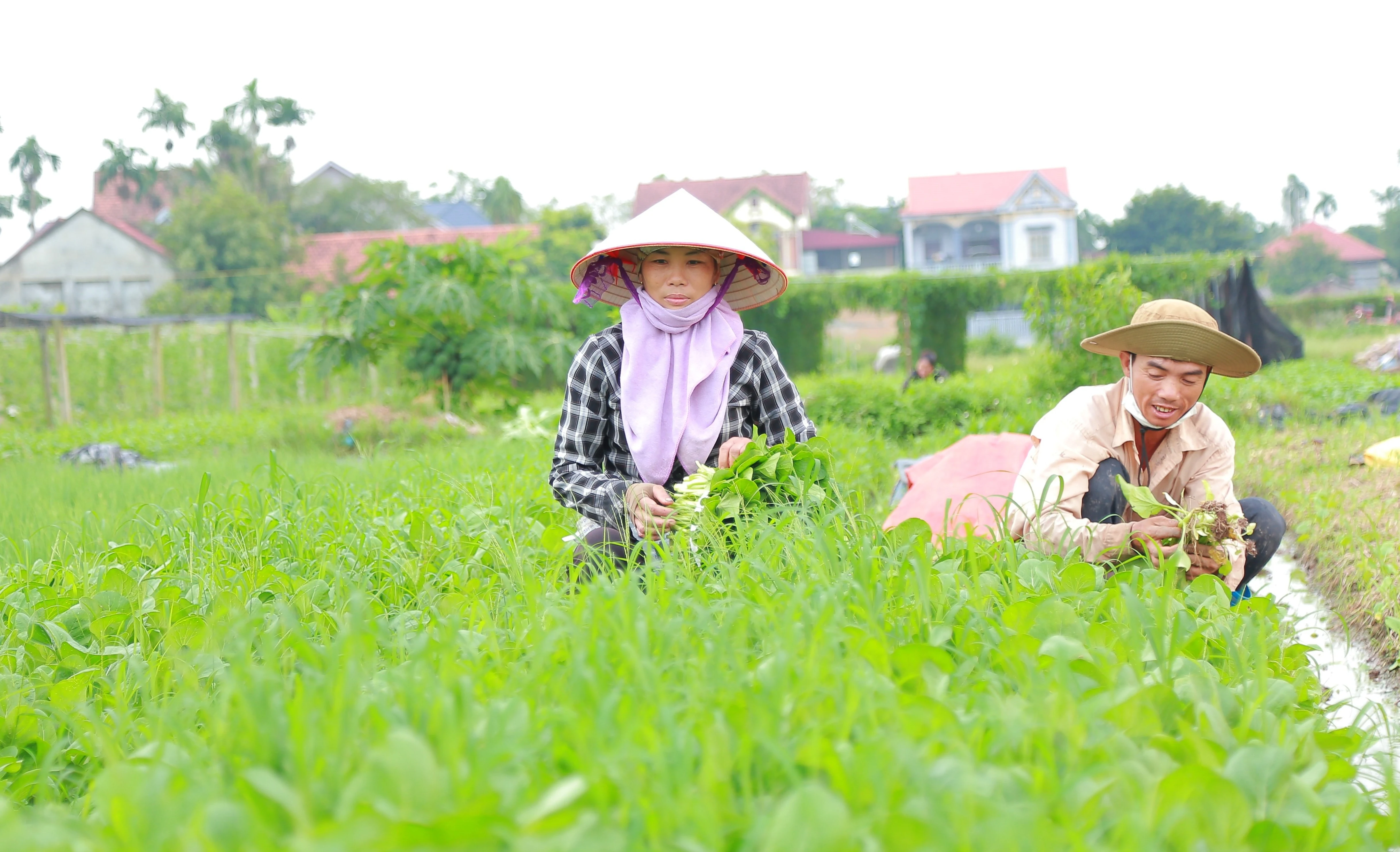 Nâng tầm nông sản, nâng cao thu nhập