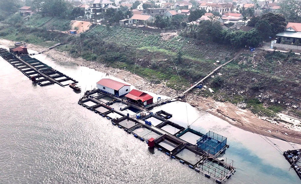 Lận đận...cá tiến Vua