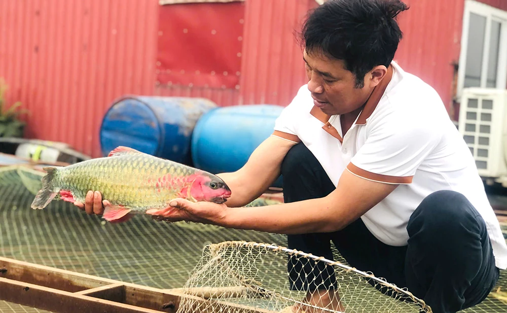 Lận đận...cá tiến Vua