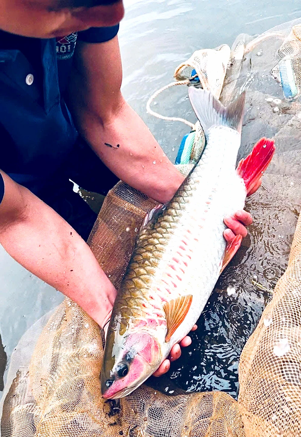 Lận đận...cá tiến Vua