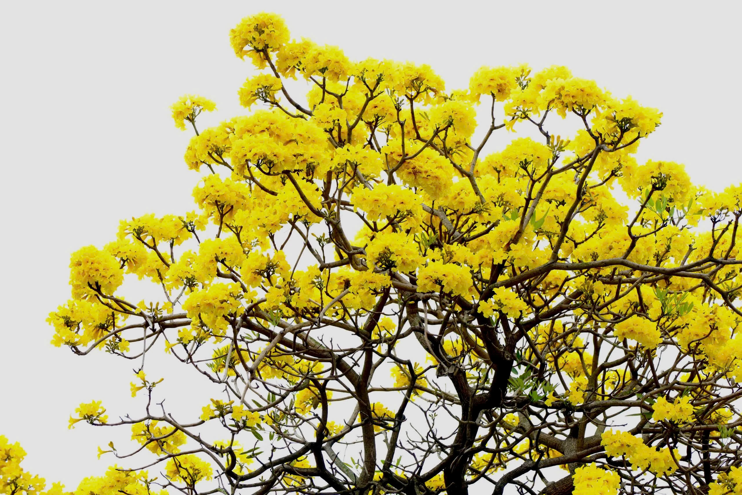 Sắc hoa trên phố