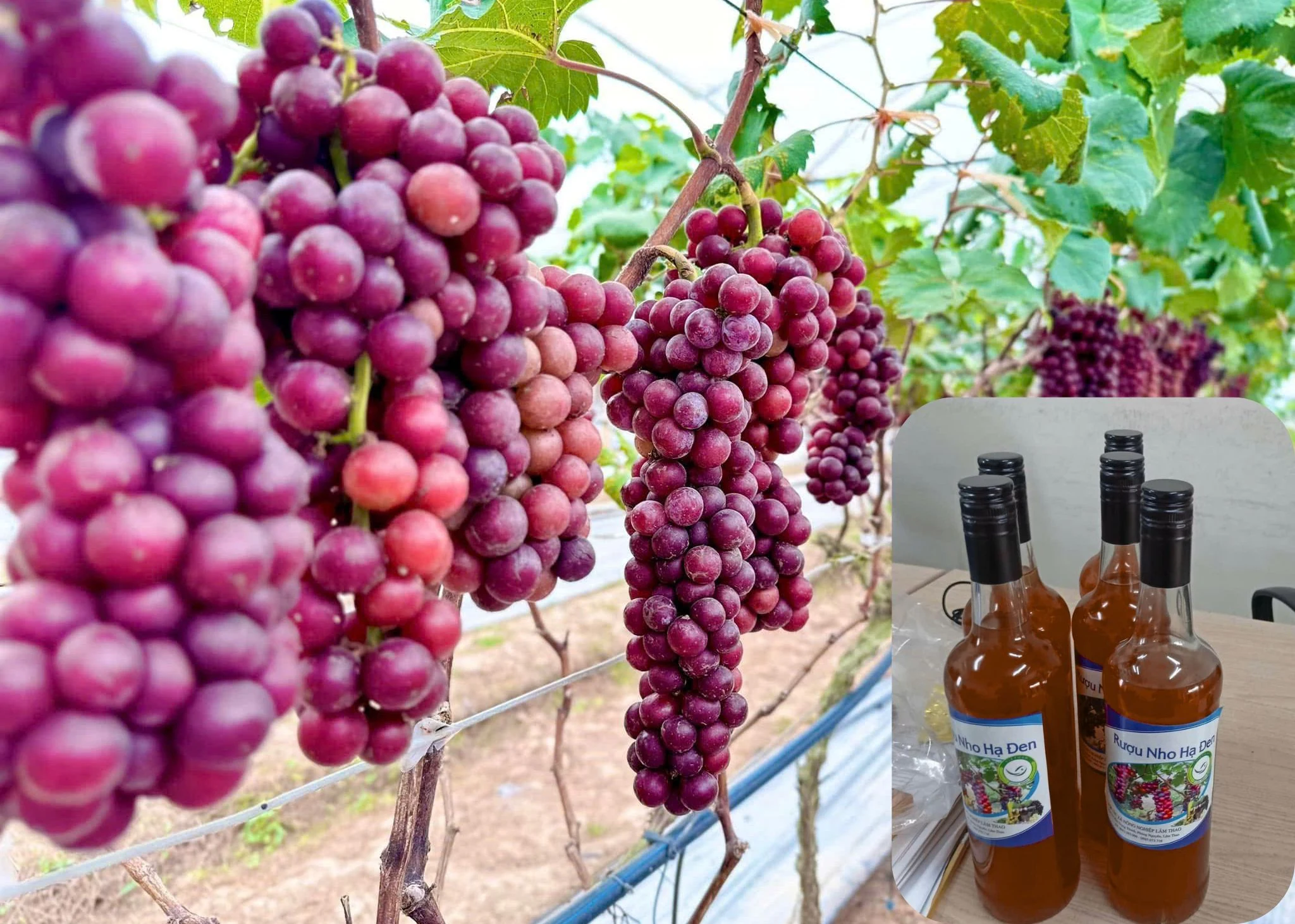 Lâm Thao phát triển sản phẩm OCOP