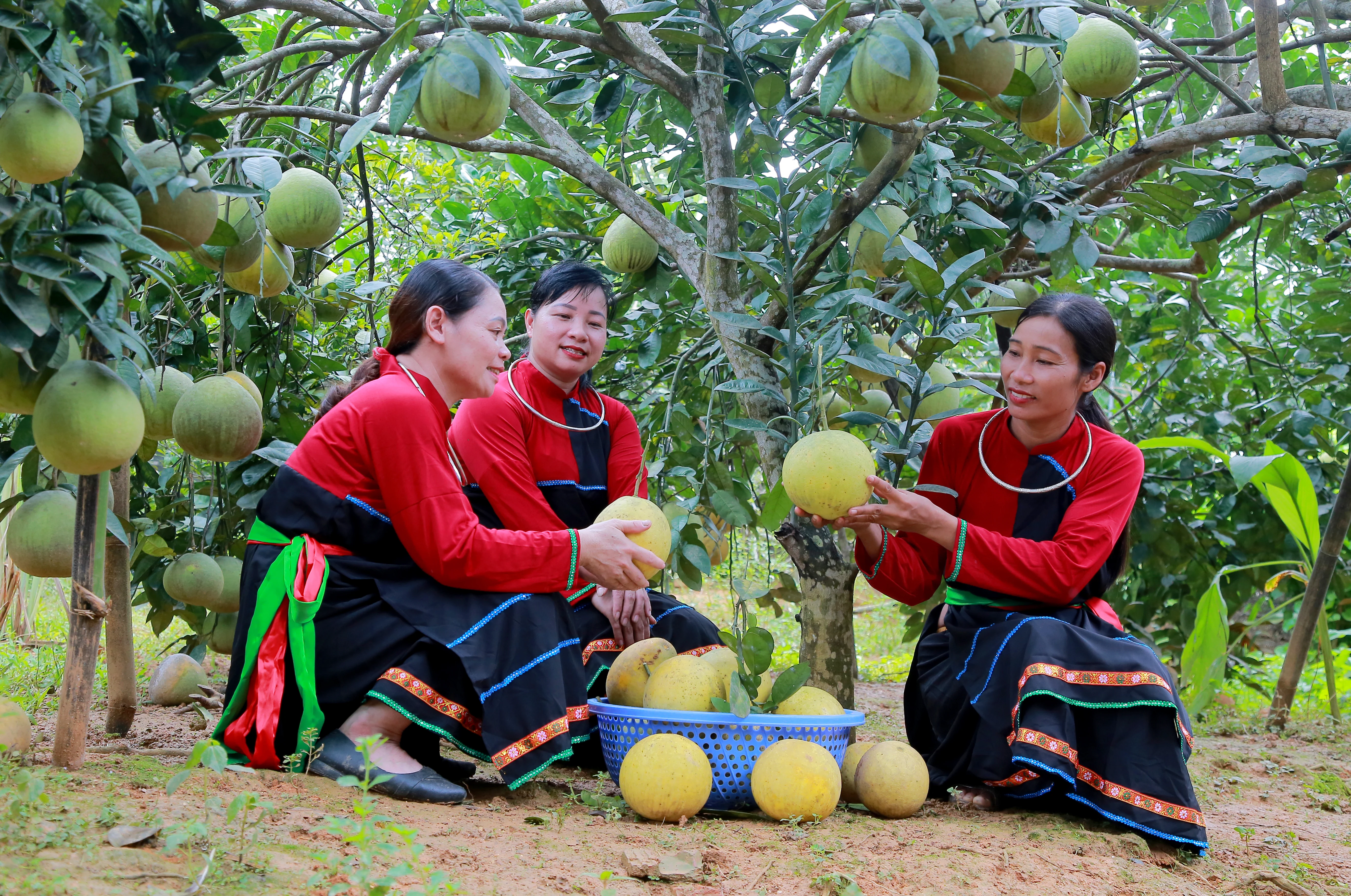Phát triển kinh tế bền vững từ cây bưởi