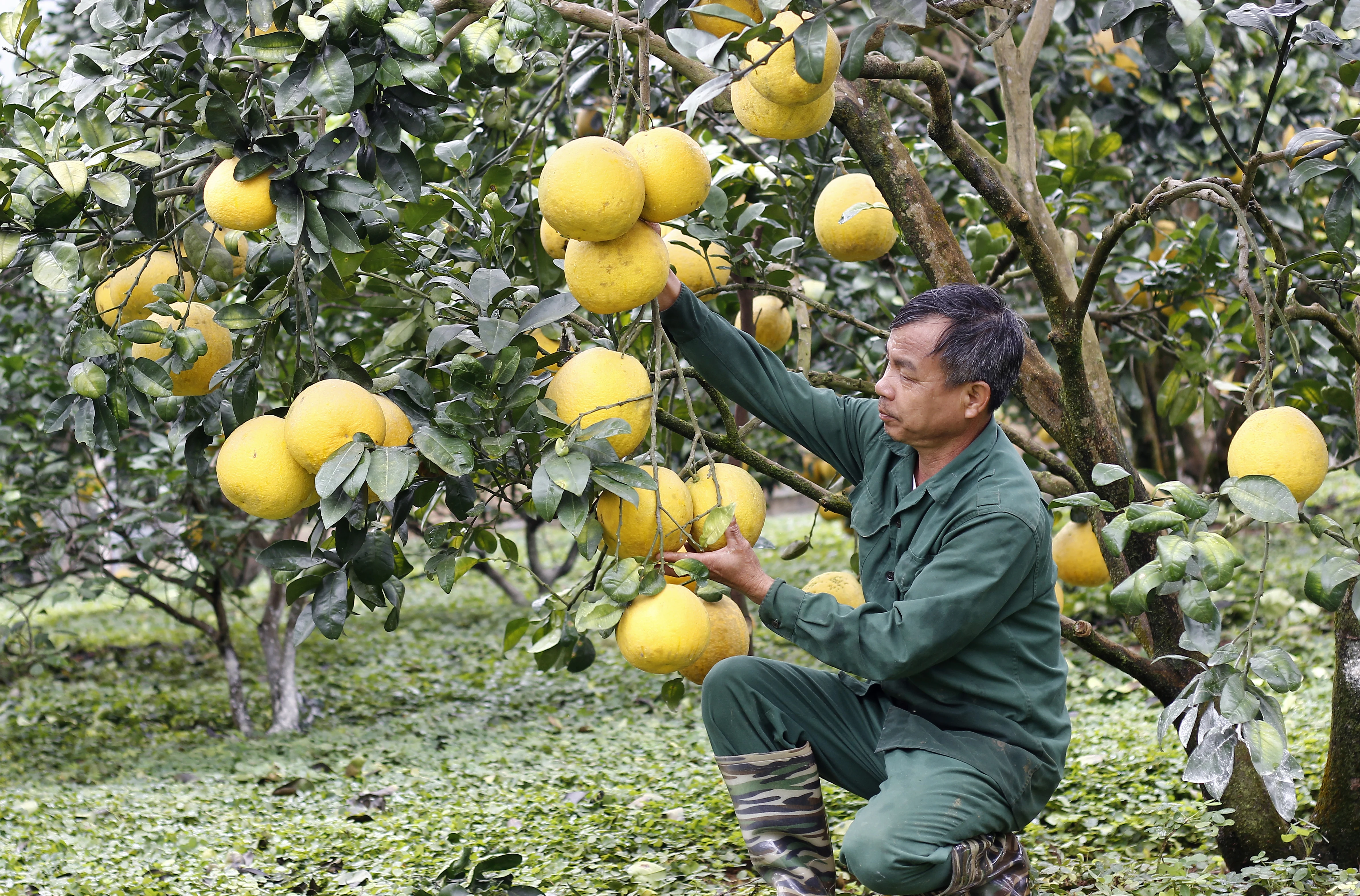 Phát triển kinh tế bền vững từ cây bưởi