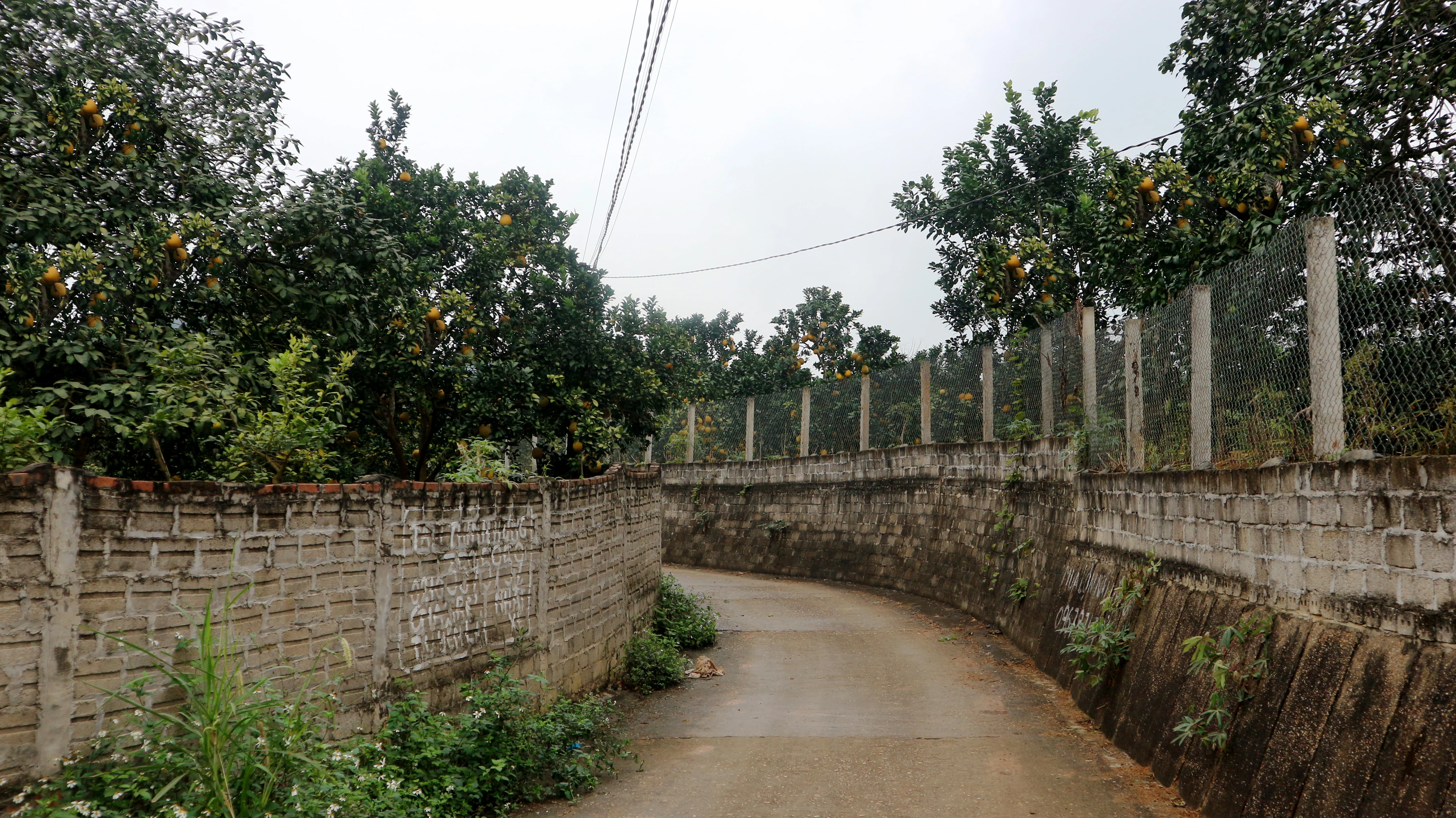 Phát triển kinh tế bền vững từ cây bưởi