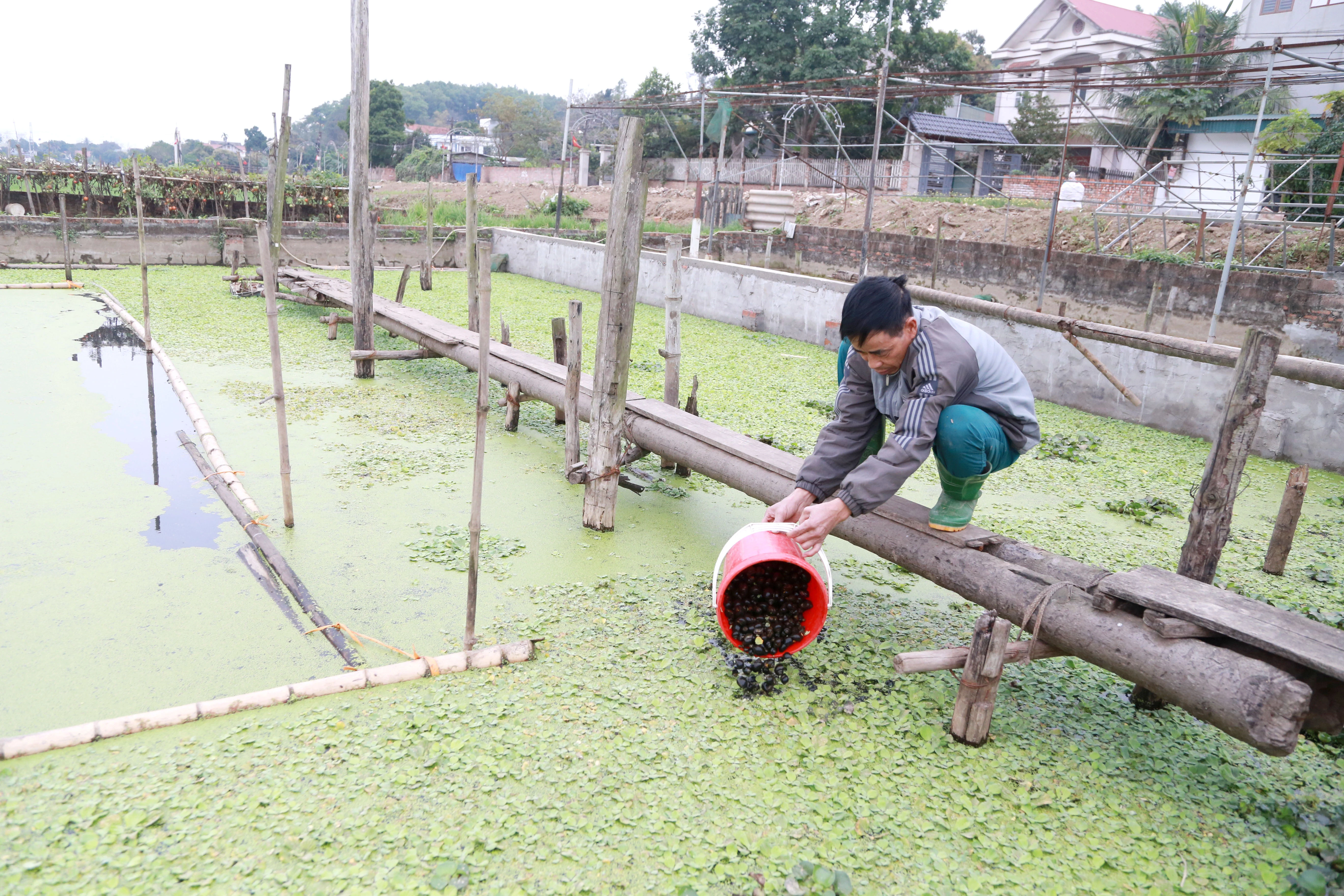 Nông dân xã Xuân Huy thi đua sản xuất kinh doanh giỏi