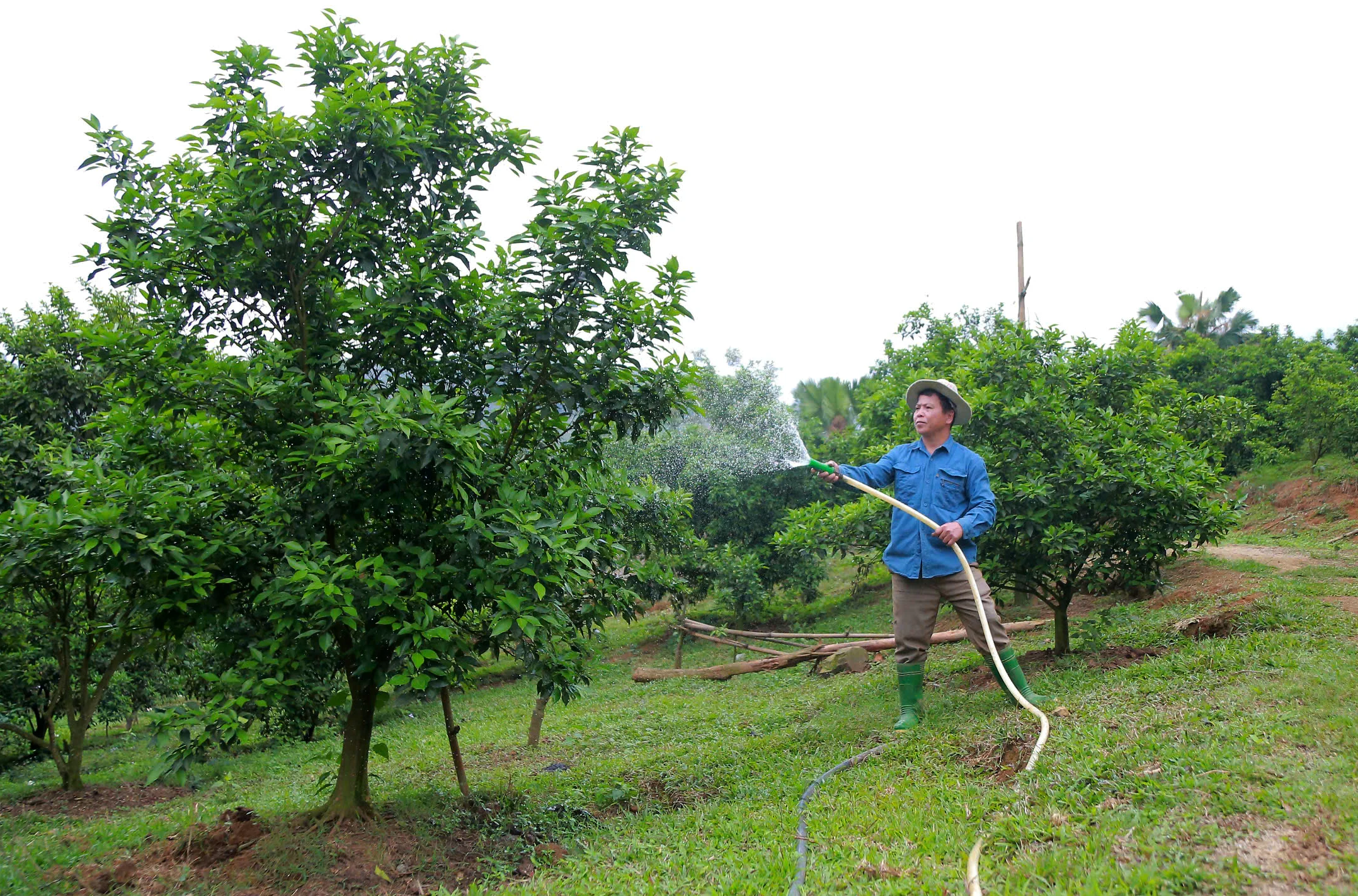 Khát vọng đổi đời trên “cổng trời” mờ sương