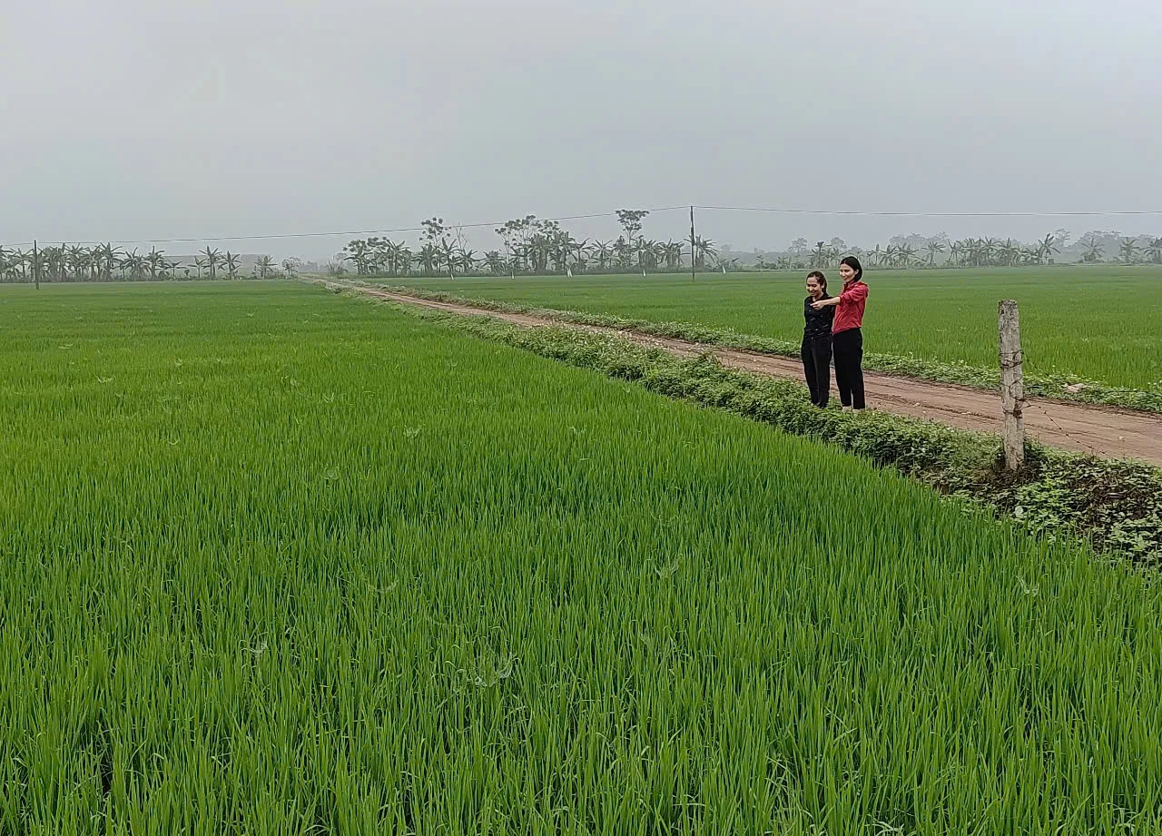 Hơn 3.300ha lúa nhiễm bệnh khô vằn