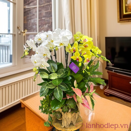 Lễ Phật Đản: Ý nghĩa tặng chậu Lan Hồ Điệp dâng Phật