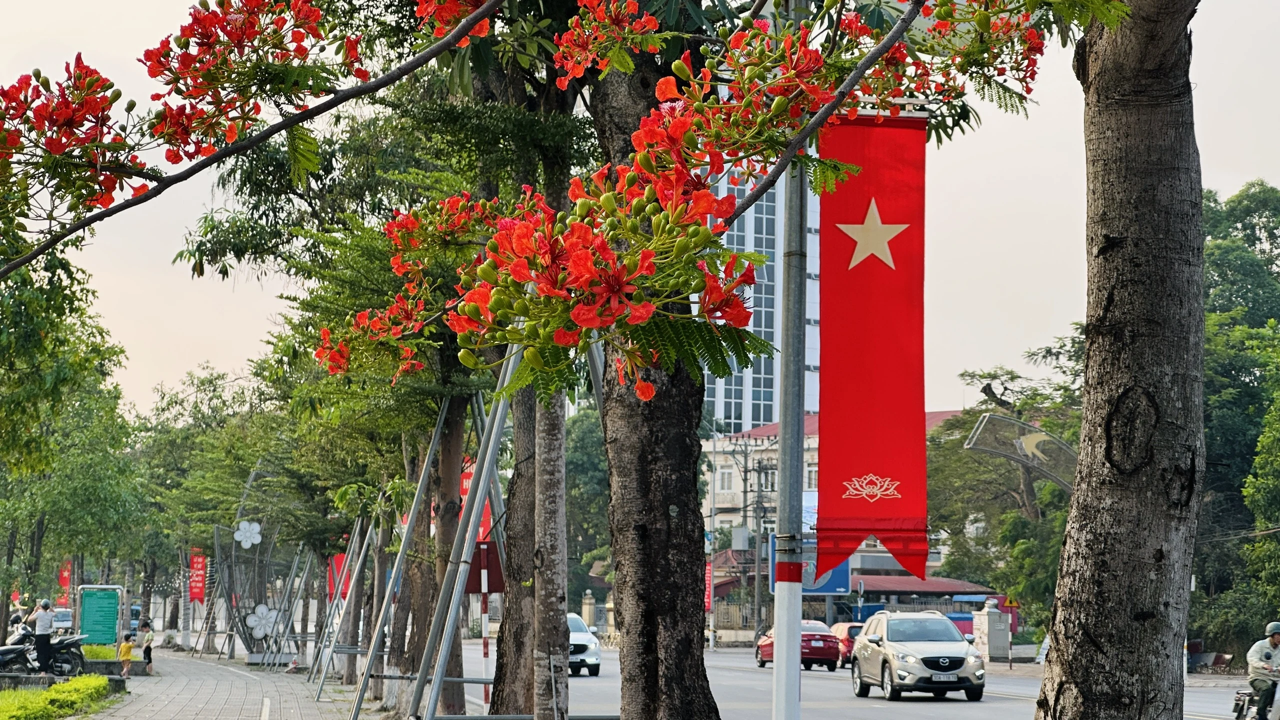 Những cánh phượng đầu mùa