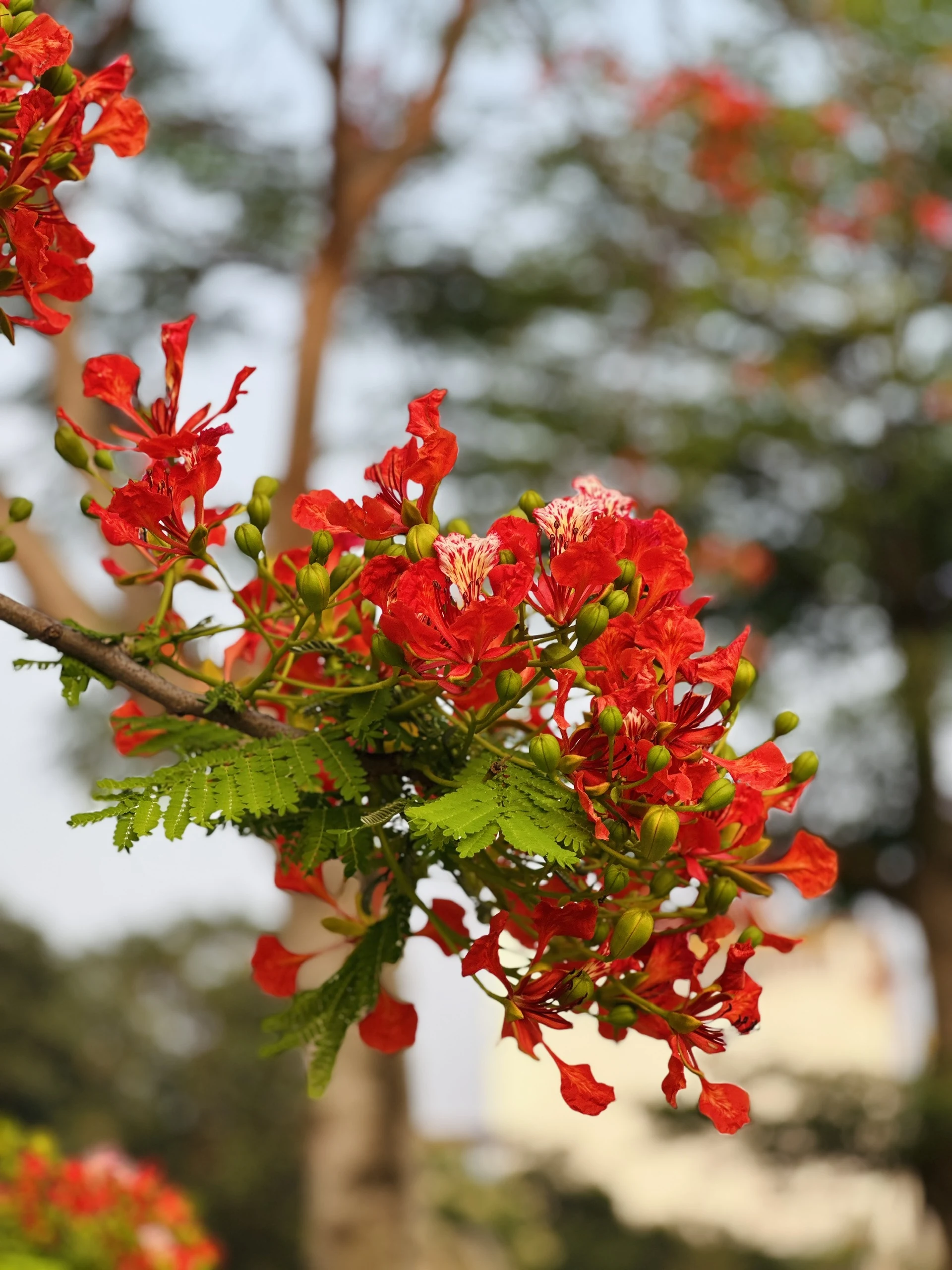 Những cánh phượng đầu mùa