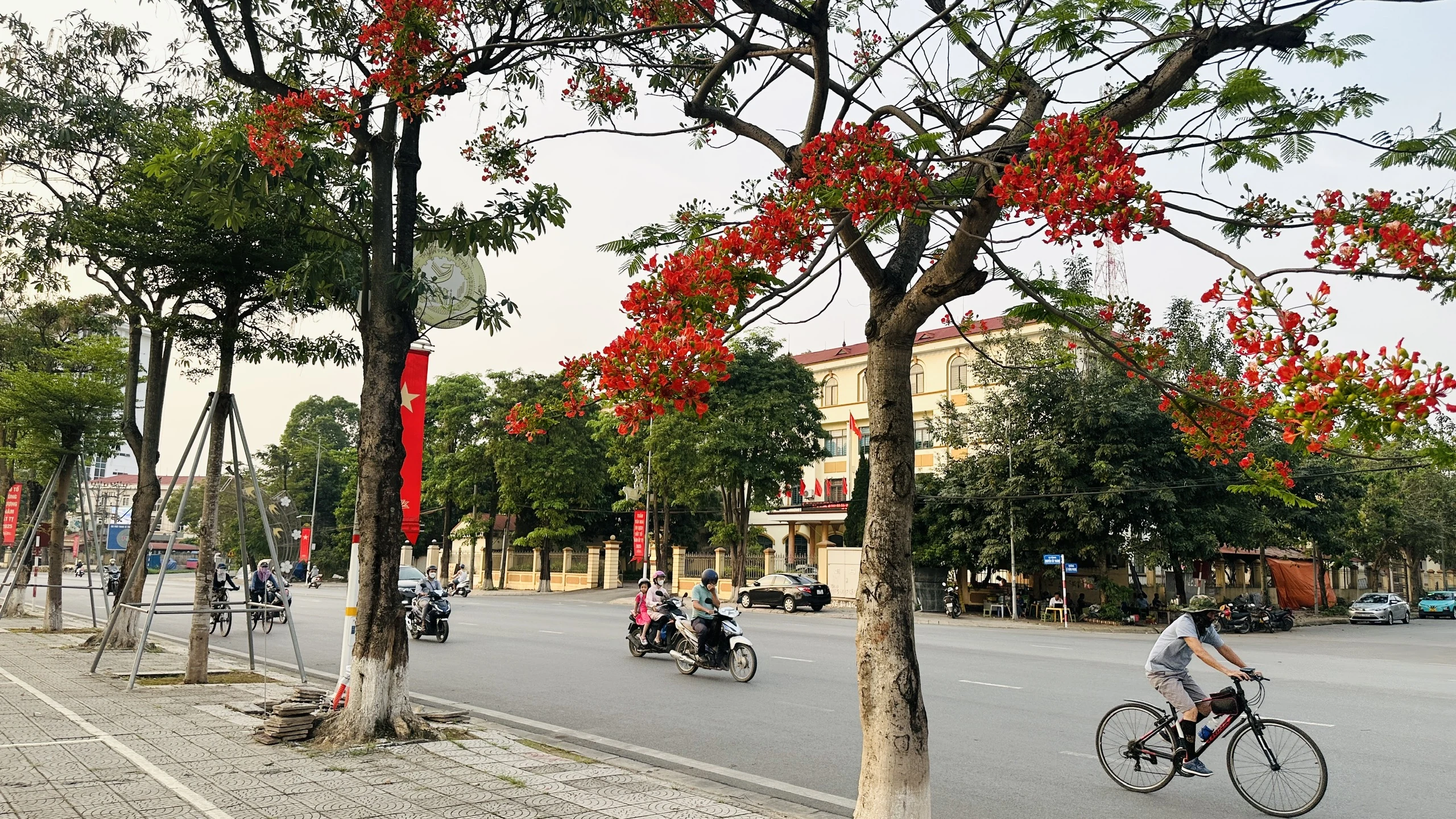 Những cánh phượng đầu mùa