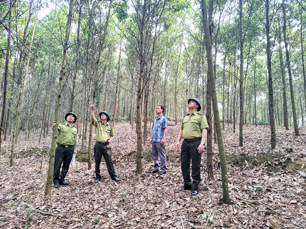 Kỳ II: Giải “bài toán” tăng diện tích rừng FSC