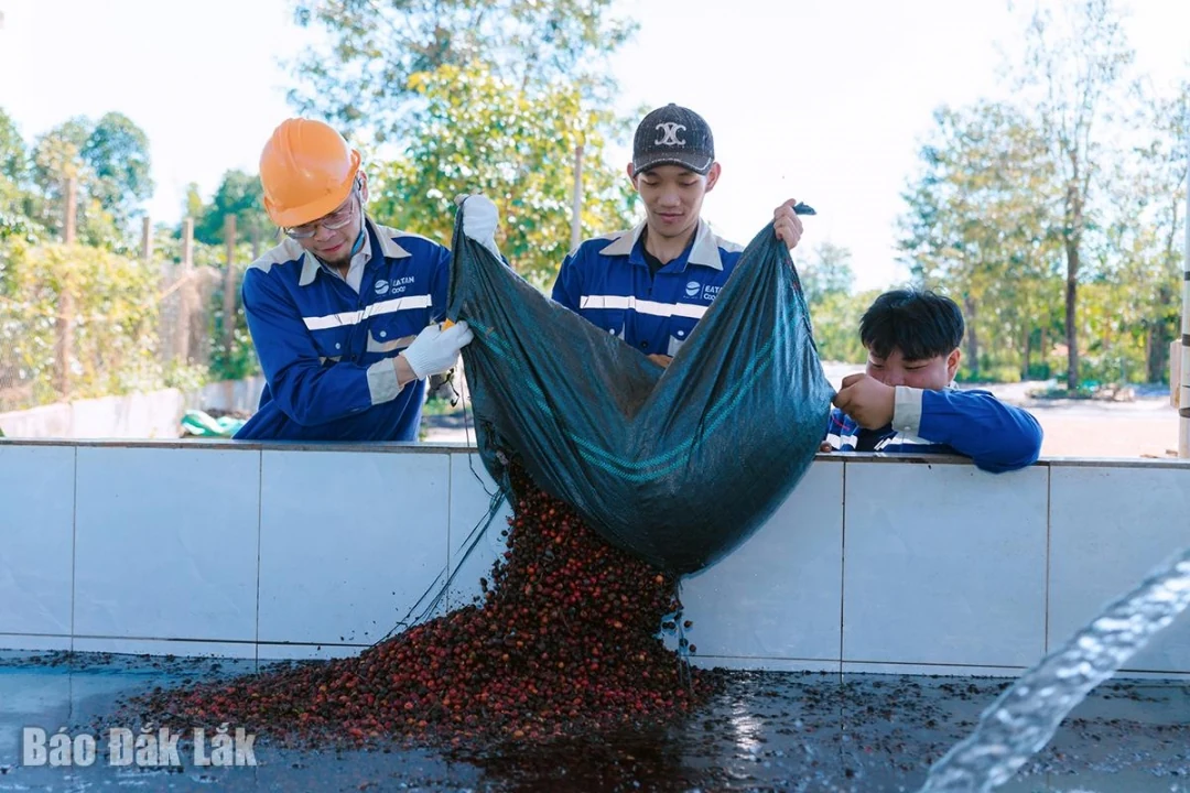 Trải nghiệm du lịch cà phê