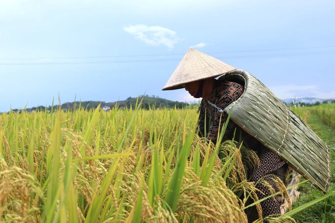 Yên Lạc “giữ lửa” nghề chằm áo tơi truyền thống