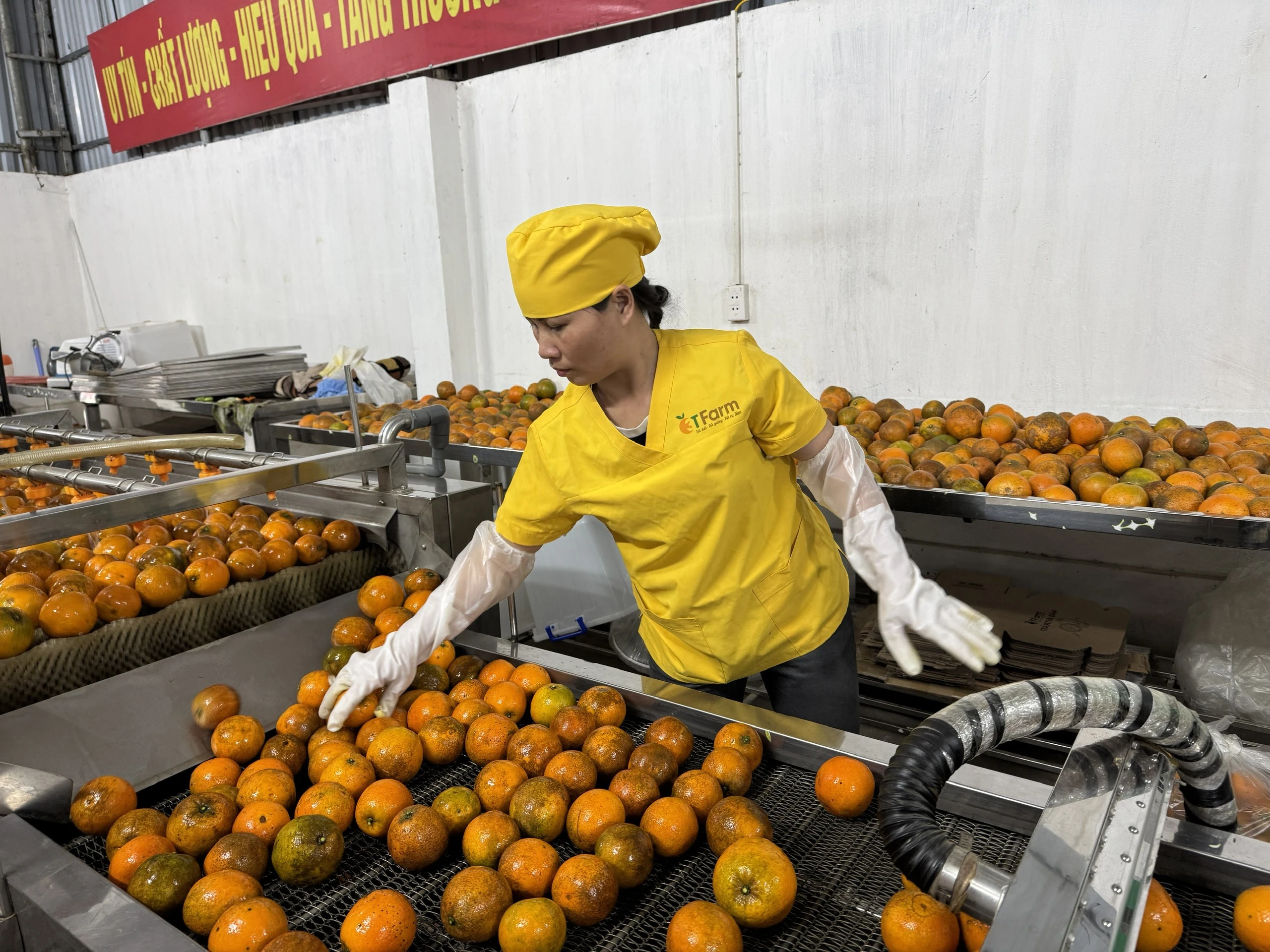 Khi nông sản xứ Mường biết “kể chuyện mình”