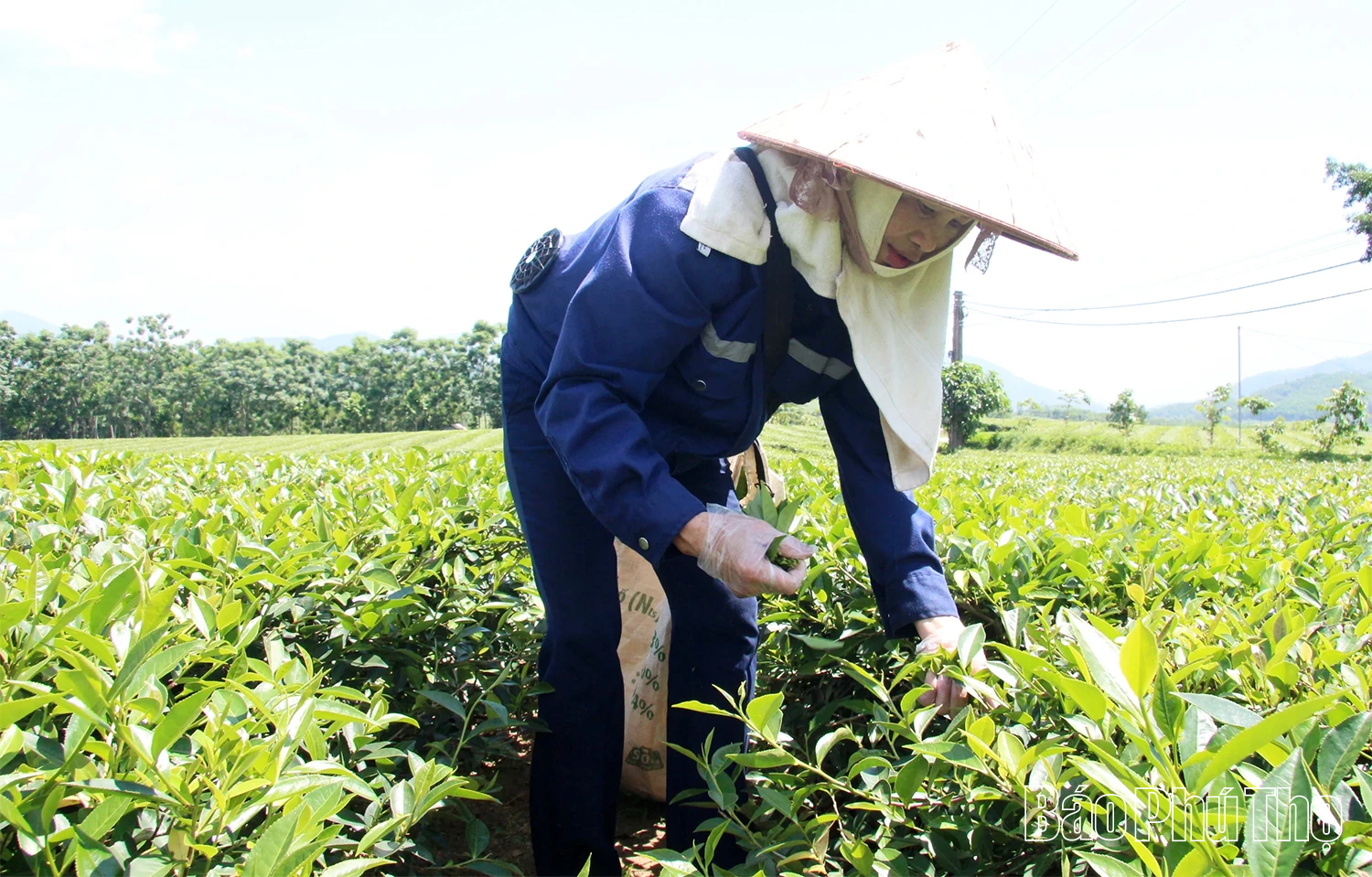 Về Yên Sơn nghe hương trà “kể chuyện”