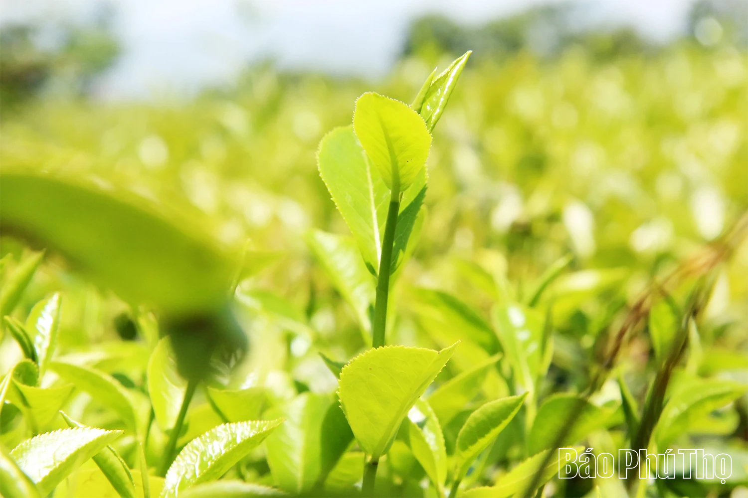 Về Yên Sơn nghe hương trà “kể chuyện”