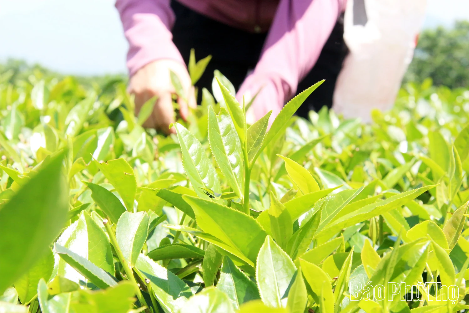 Về Yên Sơn nghe hương trà “kể chuyện”