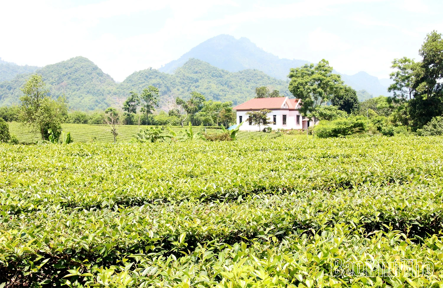 Về Yên Sơn nghe hương trà “kể chuyện”