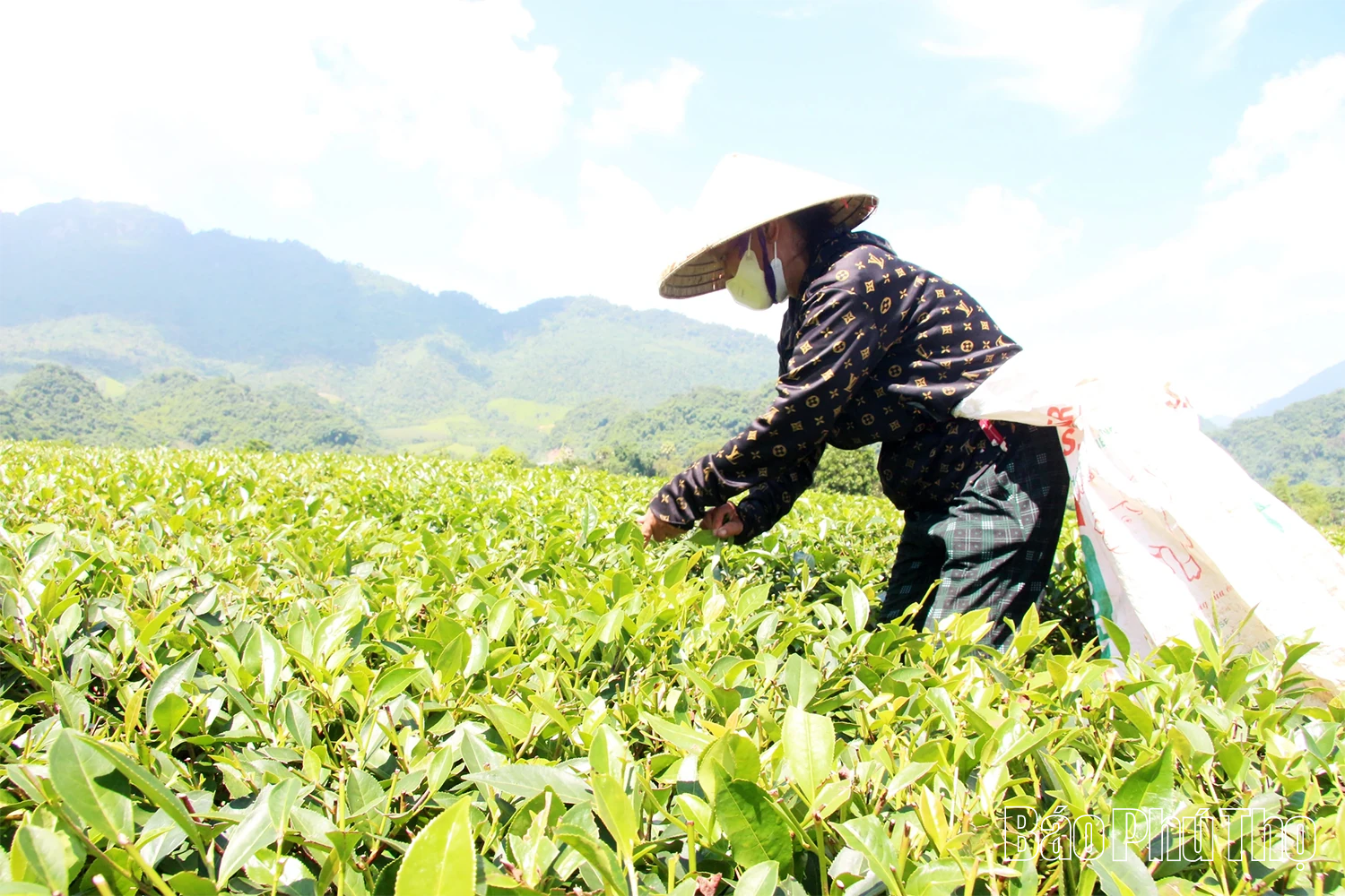 Về Yên Sơn nghe hương trà “kể chuyện”