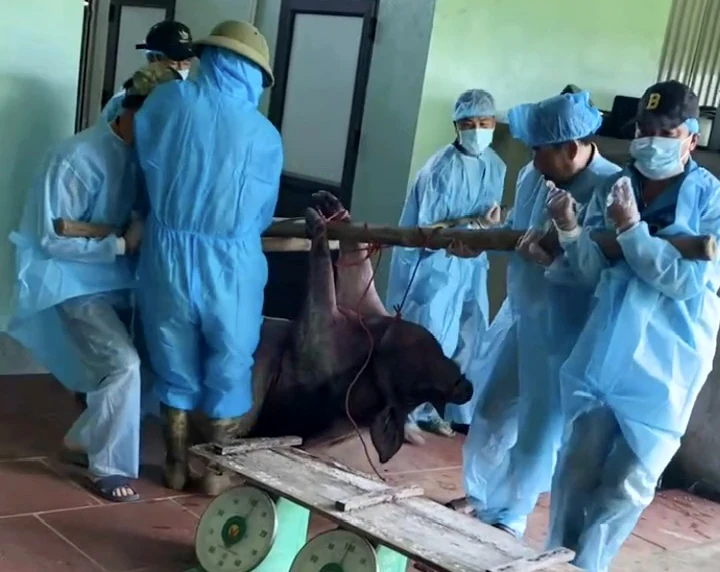 Dịch tả lợn châu Phi tái bùng phát: Xã Thung Nai căng mình chống dịch