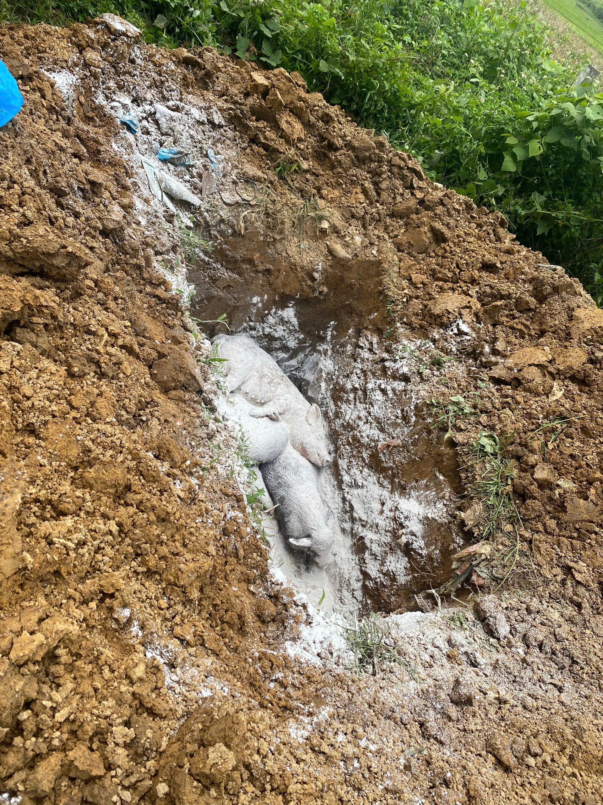 Dịch tả lợn châu Phi tái bùng phát: Xã Thung Nai căng mình chống dịch