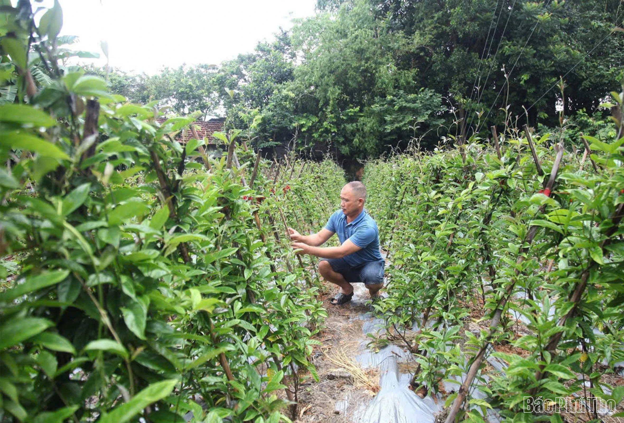 Khởi sắc kinh tế - xã hội ở Đạo Trù