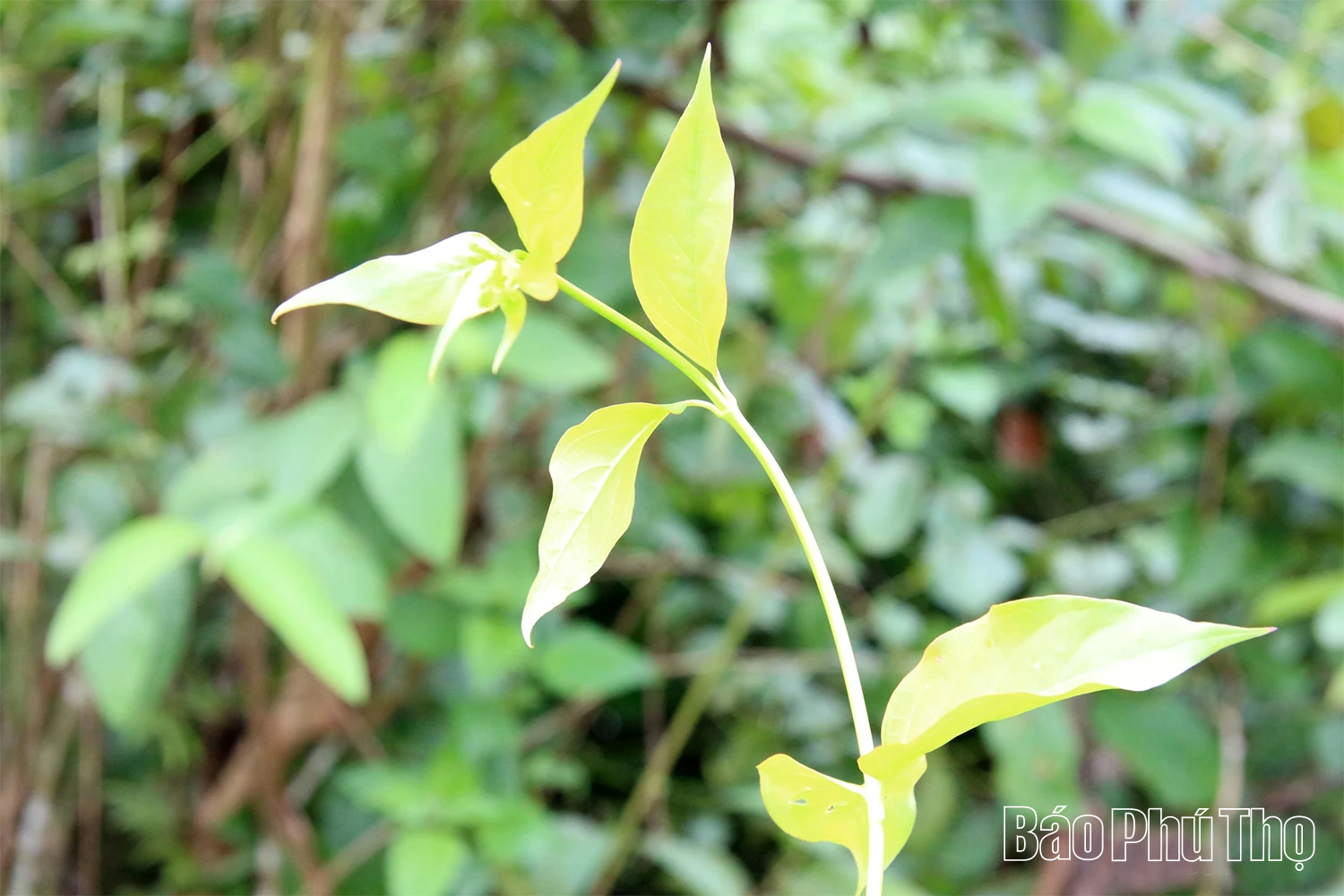 Ám ảnh loài cây “quyên sinh” giữa đại ngàn