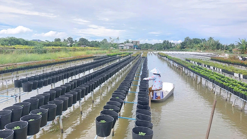 Nông dân sản xuất hoa kiểng chuẩn bị phục vụ Festival Hoa - Kiểng Sa Đéc lần thứ II