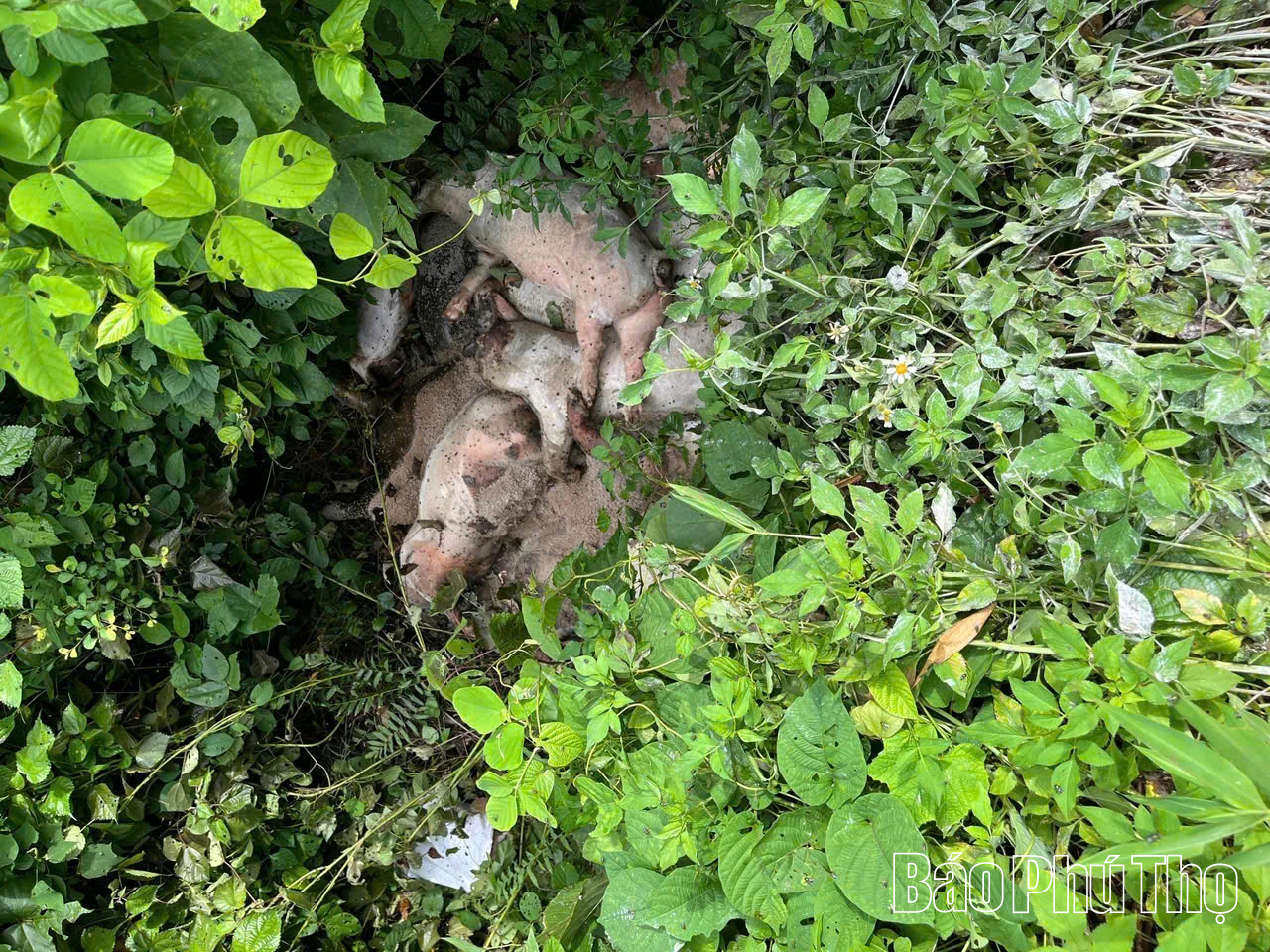 Xử phạt 7 triệu đồng người vứt xác lợn chết ra môi trường